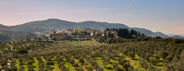 italy-olive-groves